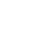 Medium Bug